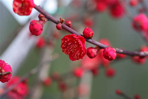 紅梅|梅